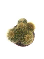 Perodia Scopa Silver Ball Cactus Dikenli Kaktüs