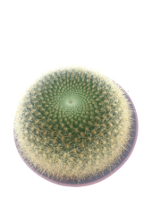 Mammillaria Microhelia Kaktüs Bitkisi