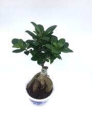 Bonsai Ficus Ging Seng 300 GR