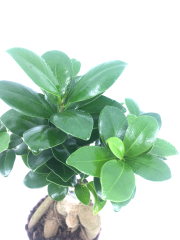 Bonsai Ficus Ging Seng 300 GR