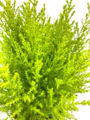 Ev & Ofis İç Mekan Salon Çamı Limon Çamı Limoni Servi 30-40 Cm