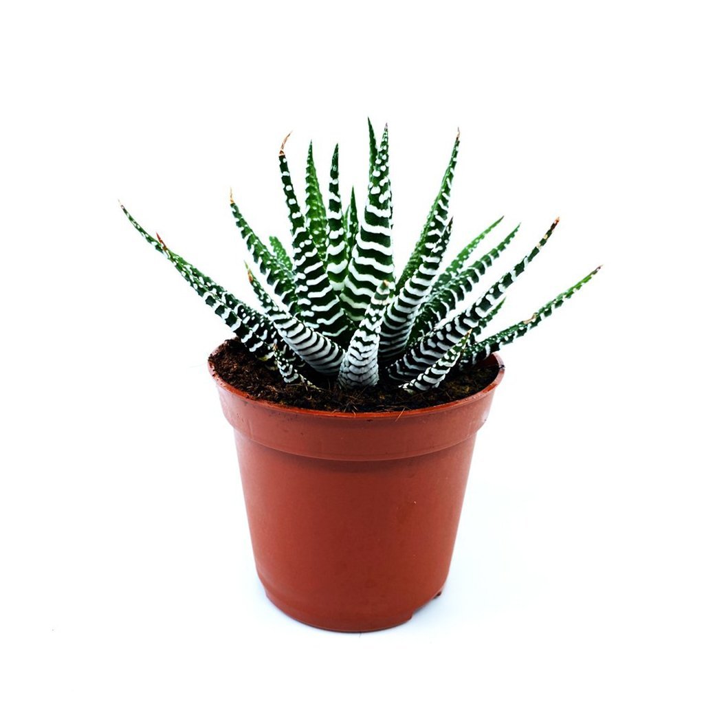 Sukulent Haworthia Fasciata Yılan Derisi Zebra Desenli