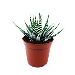 Sukulent Haworthia Fasciata Yılan Derisi Zebra Desenli