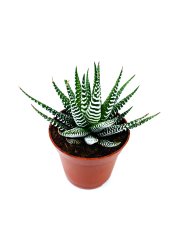 Sukulent Haworthia Fasciata Yılan Derisi Zebra Desenli