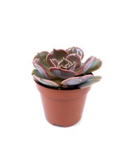 Echeveria Lilacina Sukulent