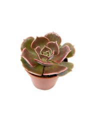Echeveria Lilacina Sukulent
