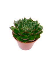 Echeveria Sukulent Bitkisi