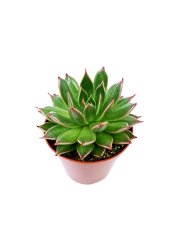 Echeveria Harmsii Sukulent Bitkisi