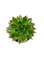 Echeveria Harmsii Sukulent Bitkisi