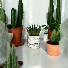 Haworthia Limifolia Succulent Tırtır Yapraklı Sukulent Bitkisi