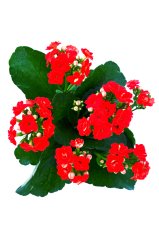 Kalanşo Çiçeği Kalanchoe Çiçeği Bitki Ev Ofis Bitkisi 20 - 25 Cm Kırmızı