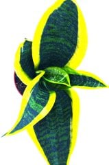 Paşa Kılıcı Peygamber Kılıcı Sansevieria Bitkisi Ev Ofis Bitkisi 30 - 40 Cm