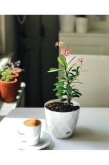 Yakamoz Saksı 9.2 Litre Dekoratif Saksı