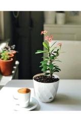 Yakamoz Saksı 9.2 Litre Dekoratif Saksı