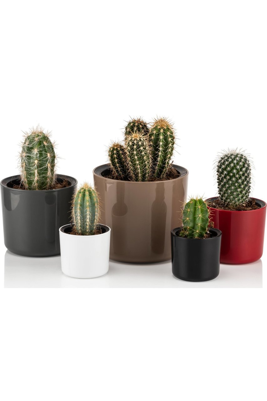 Mimoza Kaktüs Çiçek Saksısı 14 Cm 1.5 Litre Siyah