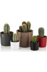 Mimoza Kaktüs Çiçek Saksısı 14 Cm 1.5 Litre Siyah